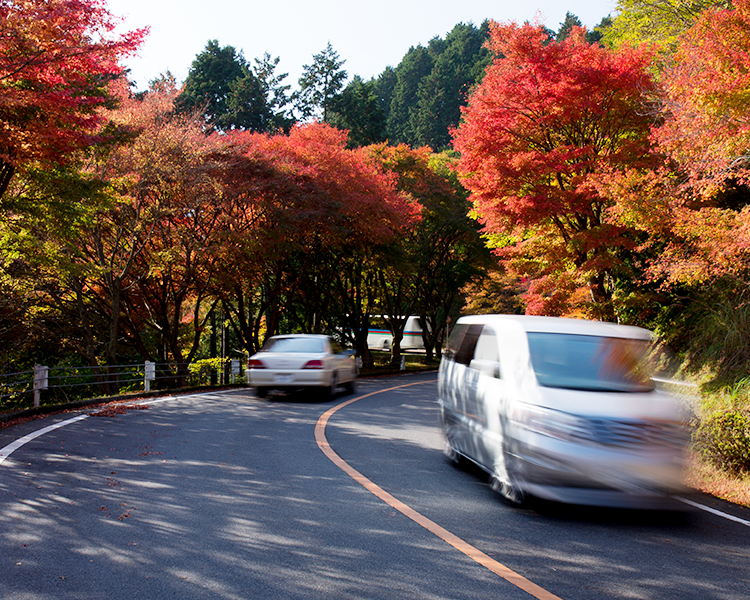 紅葉風景