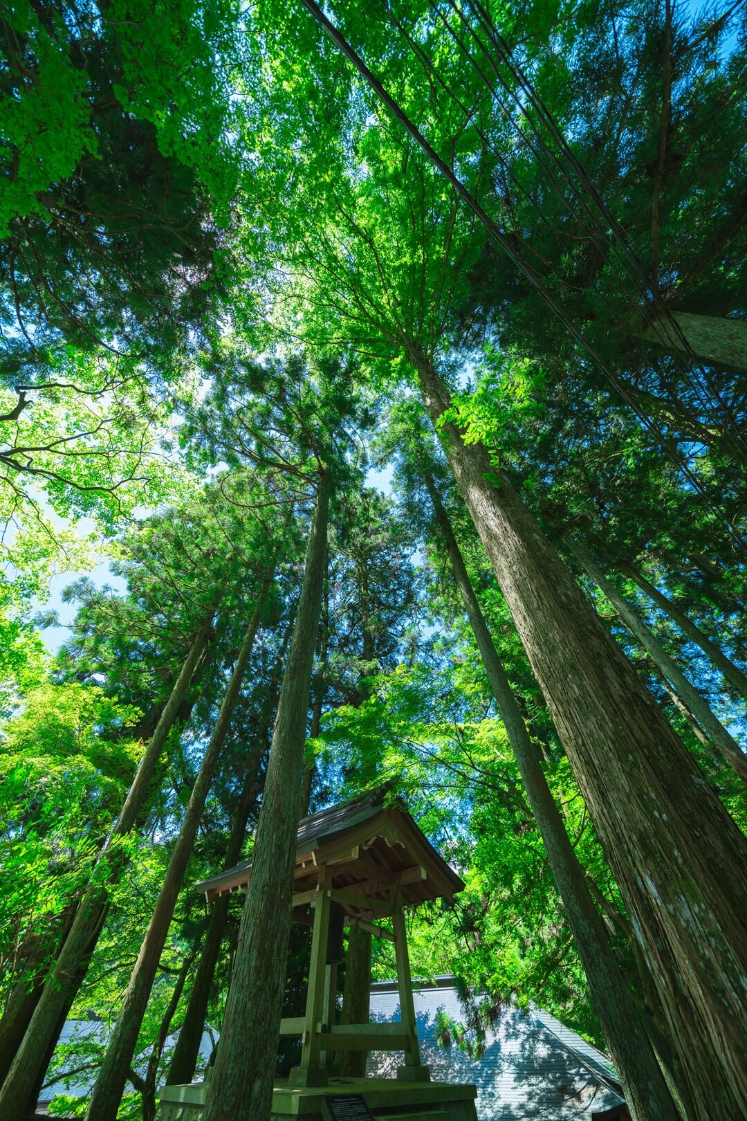 緑の木々に囲まれた比叡山延暦寺の朱塗りの堂宇